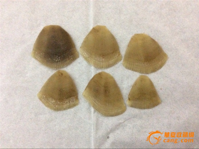 穿山甲鳞片